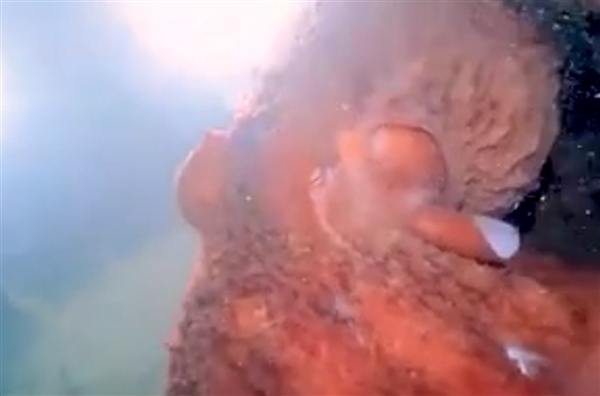 日本出现巨型章鱼：触手展开可超过3米  网友呼叫奥特曼