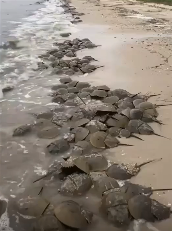 深圳湾出现地球唯一蓝血生物：每个人都应对它说声谢谢