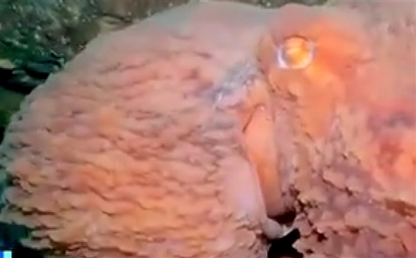 日本出现巨型章鱼：触手展开可超过3米  网友呼叫奥特曼