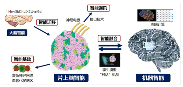 重磅研究！中国首创人脑驱动机器人