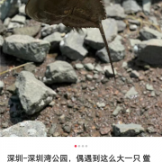 深圳湾出现地球唯一蓝血生物：每个人都应对它说声谢谢