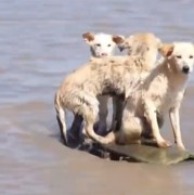 洞庭湖决堤后动物们水中求生：3只小狗站在只剩一角的房顶