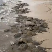 深圳湾出现地球唯一蓝血生物：每个人都应对它说声谢谢