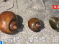 
        		千万别搞混！一只福寿螺可含6000条寄生虫：有商家将其伪装成田螺！	