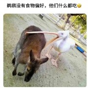 万物皆可吞！工作人员从鹈鹕嘴里掏出同事：一只鸽子