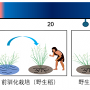 已有10万年！中国才是世界水稻的起源地