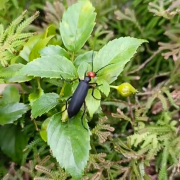 是益虫也是害虫 湖南局部出现大量“鸡公虫”：皮肤接触就长水泡