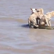 洞庭湖决堤后动物们水中求生：3只小狗站在只剩一角的房顶