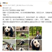 中国首只截肢大熊猫“戴立”离世！死因公布：年老伴随心脏病变