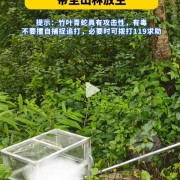 两条剧毒竹叶青蛇盘踞寺院内：最终被放归山林